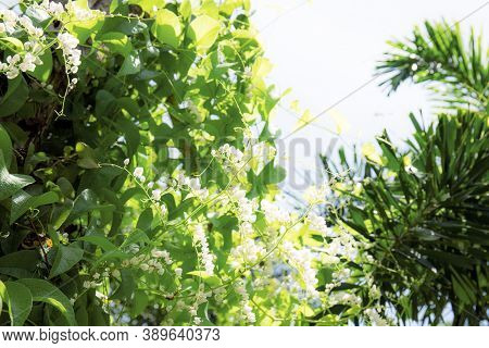 Ivy On Fence And White Flower In Garden With The Sunlight At Sky.