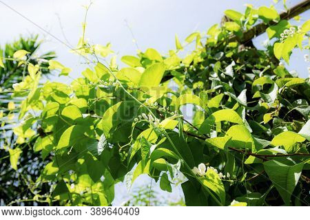 Ivy On Fence In The Garden With Sunlight At Sky.
