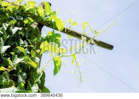 Ivy On Wood In Garden With The Sunlight At Sky.