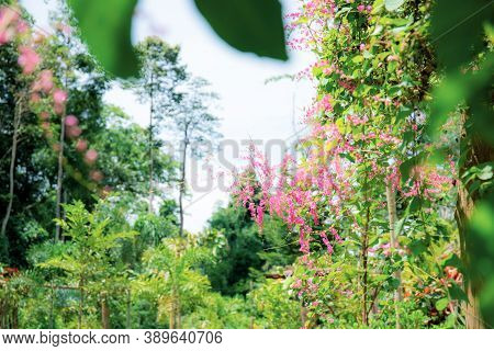 Pink Flower On Fence In Garden With The Beautiful Of Nature.