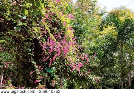 Pink Flower On Tree In The Garden With Beautiful At The Sky.