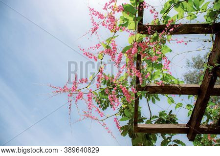 Pink Flower On Wood In The Garden With Beautiful At Blue Sky.