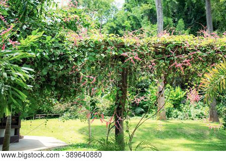 Pink Flower On Wood In The Garden With Beautiful Of Nature.