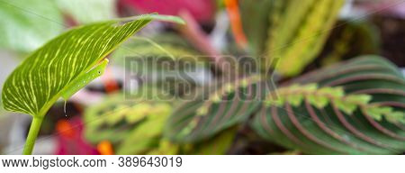 Chrysalis Butterfly Eat A Leaves Of Prayer Plant Or Maranta Plant In Garden