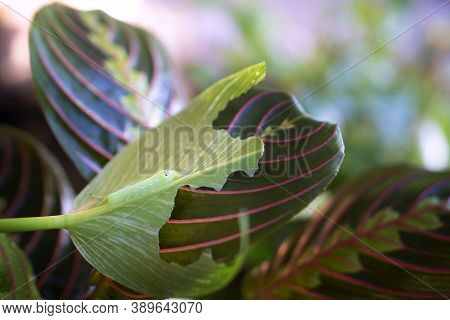 Chrysalis Butterfly Eat A Leaves Of Prayer Plant Or Maranta Plant In Garden