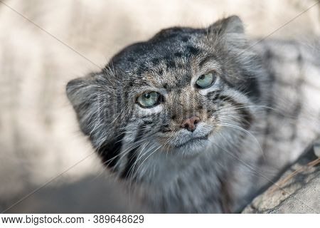 Pallas's Cat (otocolobus Manul). Manul Is Living In The Grasslands And Montane Steppes Of Central As