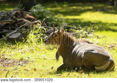 The Nilgai Or Blue Bull Is The Largest Asian Antelope