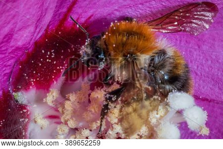 Small Bumblebee Hidden Between Pink Flower Petals. Single Bee Family Insect Fully Covered With Polle