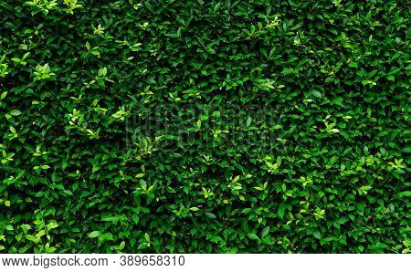 Closeup Evergreen Hedge Plants. Small Green Leaves In Hedge Wall Texture Background. Eco Evergreen H