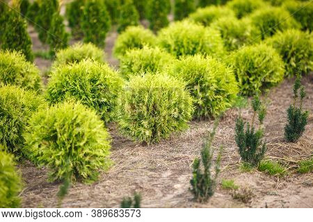 Rows Of Young Conifers In Greenhouse With A Lot Of Plants On Plantation