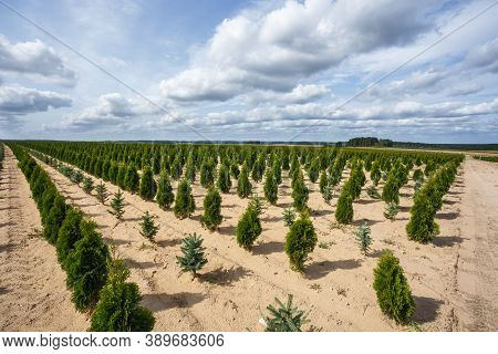 Rows Of Young Conifers In Greenhouse With A Lot Of Plants On Plantation