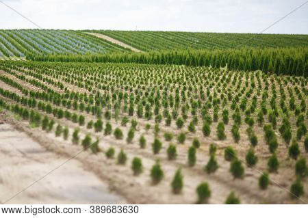 Rows Of Young Conifers In Greenhouse With A Lot Of Plants On Plantation