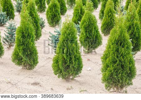 Rows Of Young Conifers In Greenhouse With A Lot Of Plants On Plantation