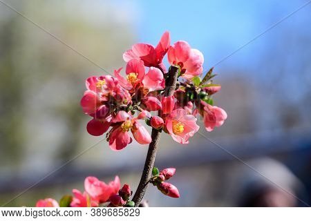 Close Up Delicate Red Flowers Of Chaenomeles Japonica Shrub, Commonly Known As Japanese Quince Or Ma