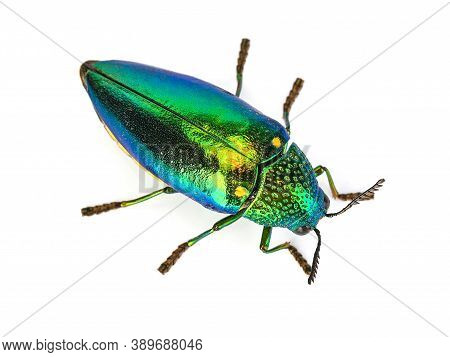 Top View Of Buprestidae Isolated On White Background