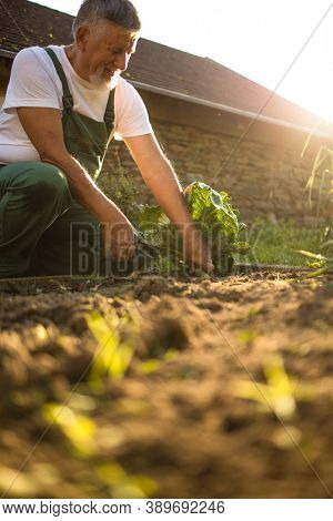 Senior gardener gardening in his permaculture garden - harvesting carrots