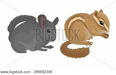 Rodents With Robust Bodies And Short Limbs Vector Set