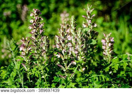 Many Small White Flowers Of Acanthus Mollis Plant, Commonly Known As Bear's Breeches, Sea Dock, Bear