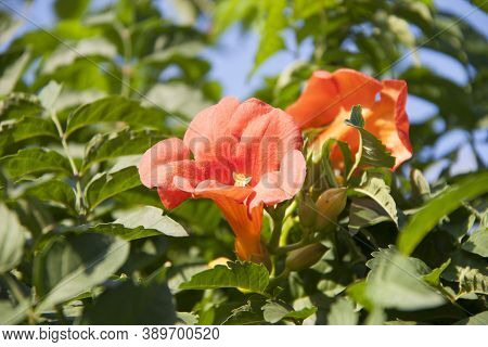 Blossom Flower Of Campsis Radicans On The Tree. Trumpet Creeper Is A Species Of Flowering Plant Of T