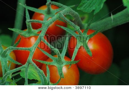 Pomodori sulla vite