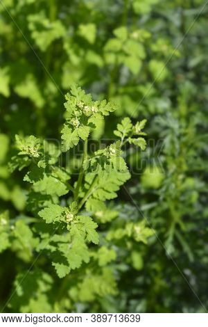 Golden Feverfew Flower Buds - Latin Name - Tanacetum Parthenium Aureum (chrysantemum Parthenium Aure