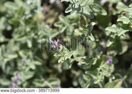 Lesser Cat-mint - Latin Name - Nepeta Nepetella
