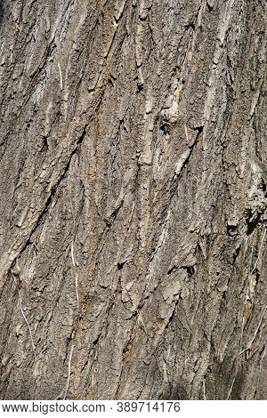 Japanese Pagoda Tree Bark Detail - Latin Name - Styphnolobium Japonicum (sophora Japonica)
