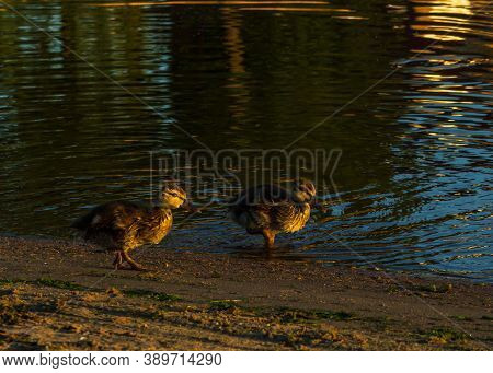 Two Ducklings Walking City River Coastline And Enjoying Sunrise