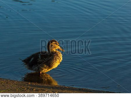 One Ducklings Enjoying Sunrise And Posing For Morning Photo