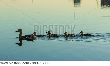Duck Mother Swiming In City River, Ducklings Follow Along In Line