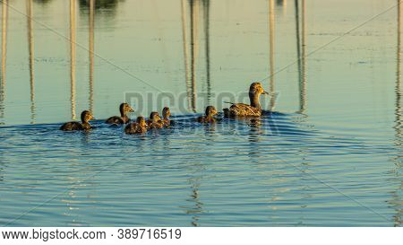 Duck Mother Swiming In City River, Ducklings Follow Along In Line