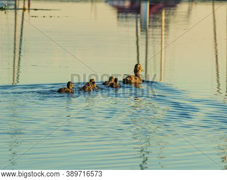 Duck Mother Swiming In City River, Ducklings Follow Along In Line