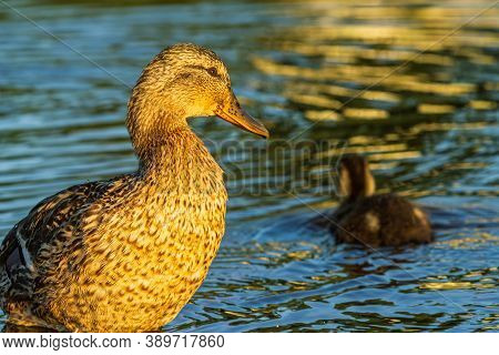 Duck Mother With Kids Duckling In City River Water Washing Up At Sunrise Time