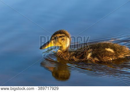 Duckling In City River Water Swimming At Sunrise Time
