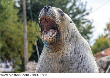 A Portrait Of A Sea Lion Opening The Mouth