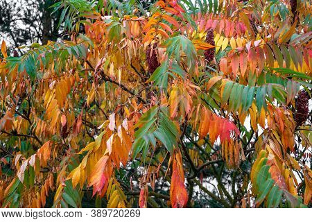 Colorful Staghorn Sumac Or Velvet Sumac (rhus Typhina) In Autumn
