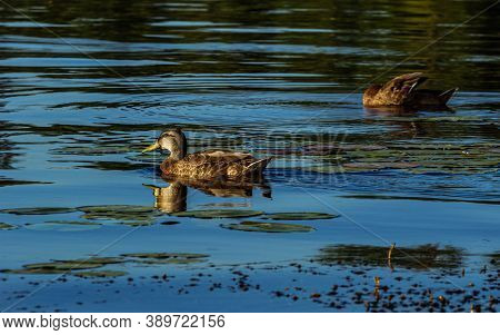 Duck Family Swimming At Sunrise Time, Near City River