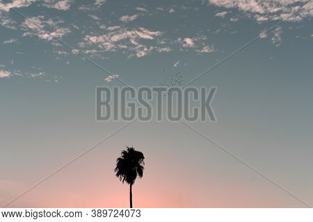 Pink Sunset, Blue Sky. Dark Silhouette Of The City In The Foreground.a Flock Of Birds Flies In The S