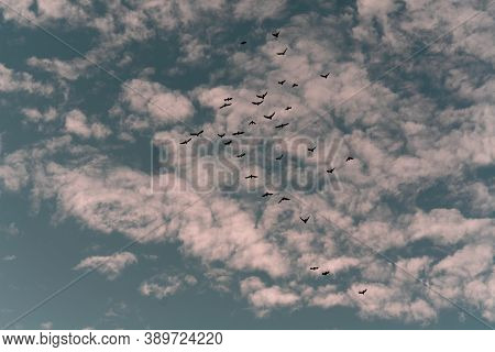 A Flock Of Birds Flies In The Sky. Blue Sky, Pink Clouds.evening Light From The Sun At Sunset.