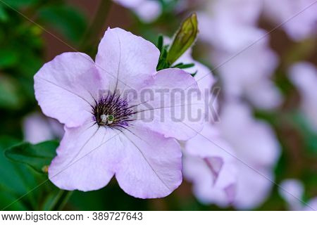 Purple Petunia Flower Close Up Close Up Selective Focus.