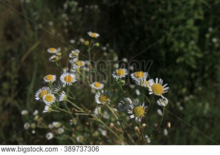 Bush Of White Field  Chamomile  In The Field