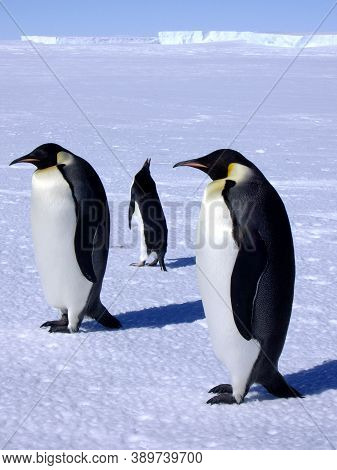 Family Of Emperor Penguins On The Ice Of Antarctica