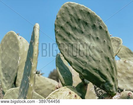 Opuntia Cactus In The Heart Of The Spa Town.  Tourism And Travel Concept.  Summer Background.