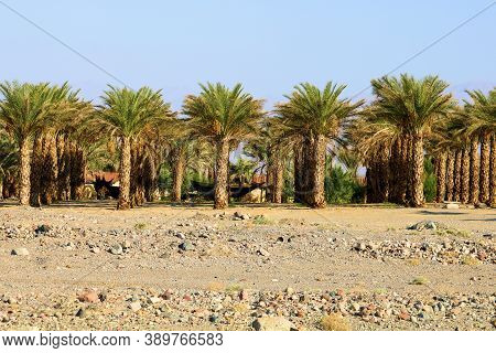 Rows Of Date Palm Trees Which Produce Fresh Date Fruits Taken At A Ranch In An Arid Desert Plateau