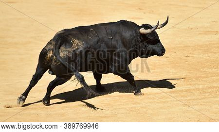 Black Spanish Bull With Big Horns On The Traditional Spectacle Of Bullfight