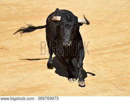 Black Spanish Bull With Big Horns On The Traditional Spectacle Of Bullfight