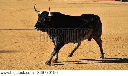 Black Spanish Bull With Big Horns On The Traditional Spectacle Of Bullfight