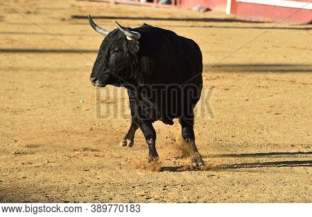 Black Spanish Bull With Big Horns On The Traditional Spectacle Of Bullfight
