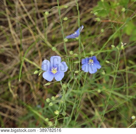 Wild Blue Flax (linum Lewisii) Purple Wildflower At Lewis & Clark National Historic Trail- Pompeys P