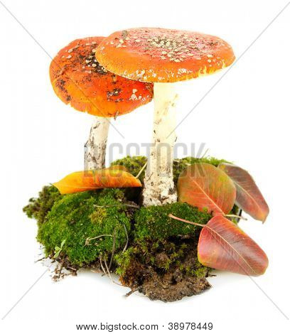 červené amanitas s mechem izolovaných na bílém